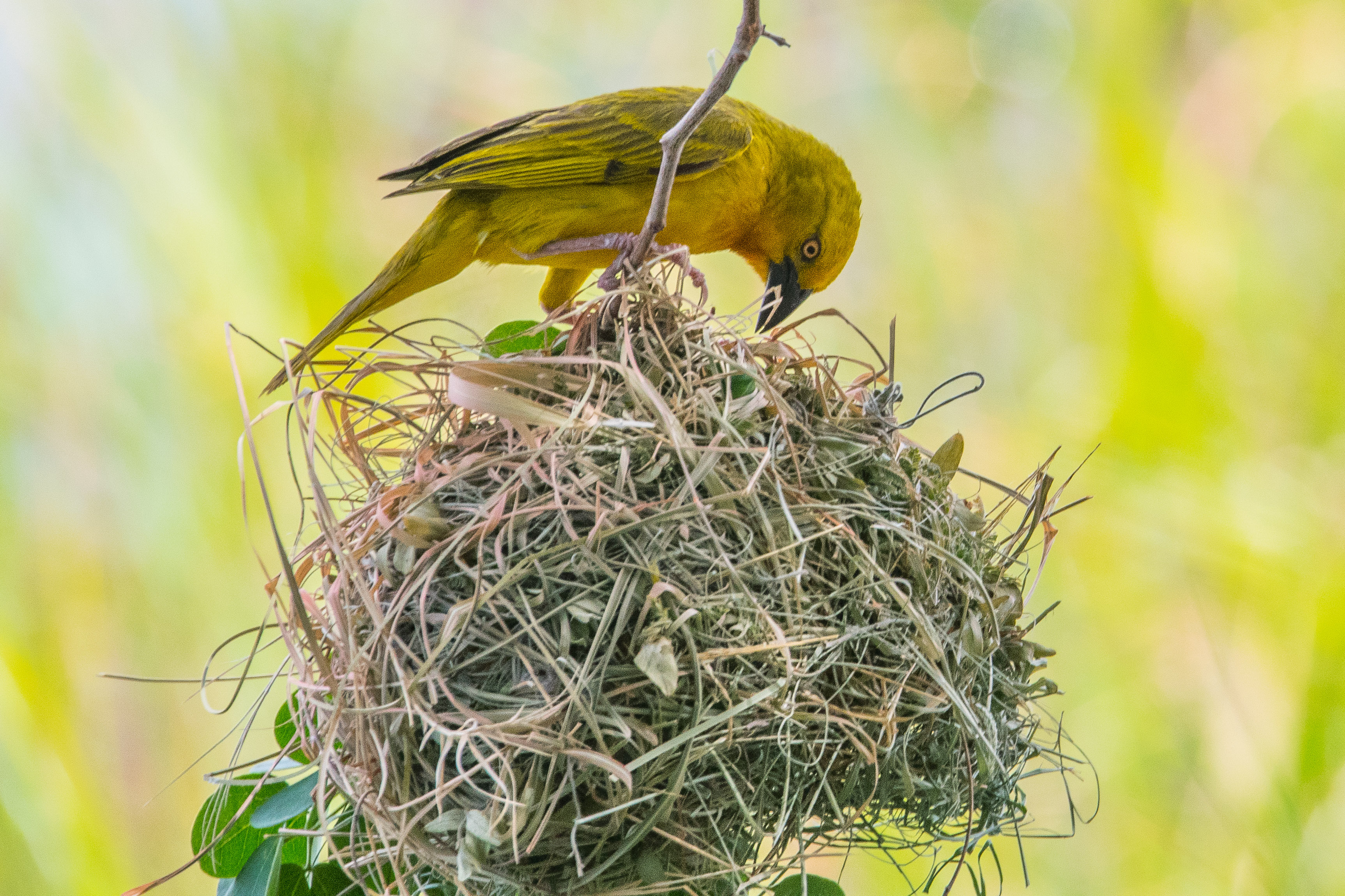 Tisserin safran (Holub's golden weaver, Ploceus xanthops), mâle  tissant un nid dans le camp de Kwando lagoon, Delta de l'Okavango, Botswana.